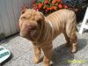 Shar Pei Hund