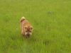 Shar Pei Hund