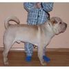 Shar Pei Hund