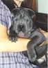 Shar Pei Hund