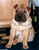 Shar Pei Hund