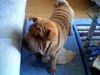 Shar Pei Hund