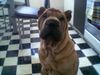 Shar Pei Hund