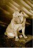 Shar Pei Hund