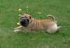 Shar Pei Hund