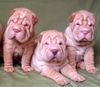 Shar Pei Hund