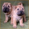 Shar Pei Hund