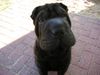 Shar Pei Hund