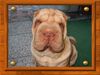 Shar Pei Hund