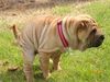 Shar Pei Hund