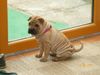 Shar Pei Hund