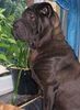 Shar Pei Hund