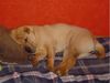 Shar Pei Hund