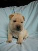 Shar Pei Hund