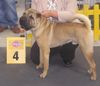 Shar Pei Hund