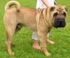 Shar Pei Hund