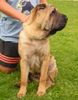 Shar Pei Hund