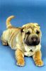 Shar Pei Hund