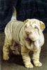 Shar Pei Hund