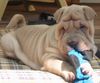 Shar Pei Hund