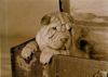 Shar Pei Hund