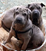 Shar Pei Hund