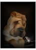 Shar Pei Hund