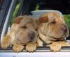 Shar Pei Hund