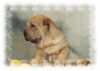 Shar Pei Hund