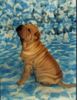 Shar Pei Hund