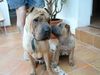 Shar Pei Hund