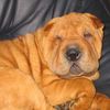 Shar Pei Hund