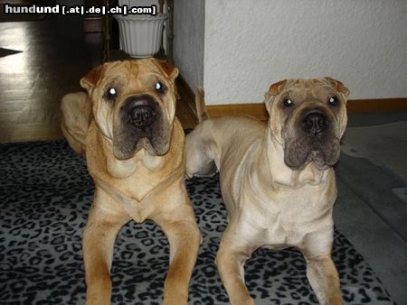 Shar Pei Rocky & Xenia 