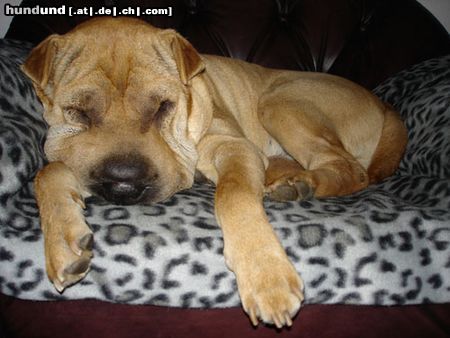 Shar Pei Rocky bei seiner Lieblingsbeschäftigung ;-)