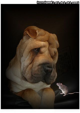 Shar Pei Cooooooooooooooool