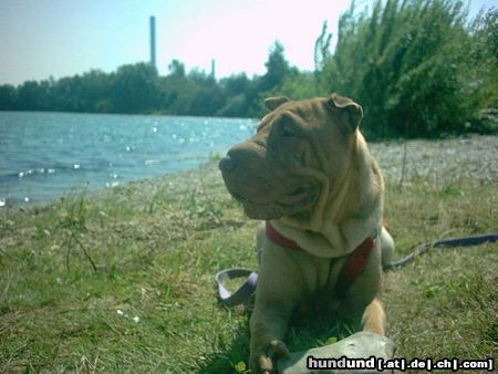 Shar Pei unsere Dolly..