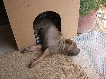 Shar Pei