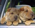 Shar Pei SØDE HUNDE