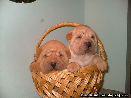 Shar Pei