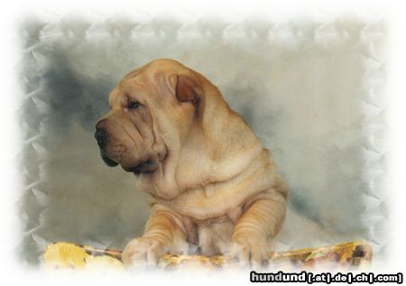 Shar Pei