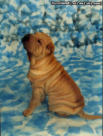 Shar Pei