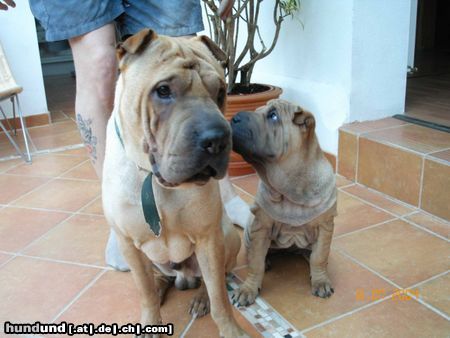 Shar Pei