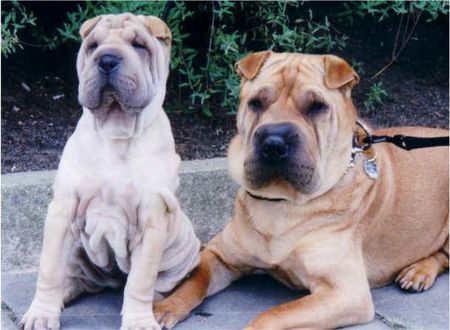 Shar Pei Meine zwei Shar Peis