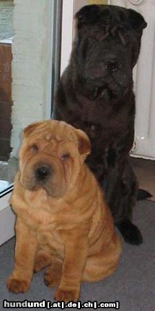 Shar Pei Shar Pei ...