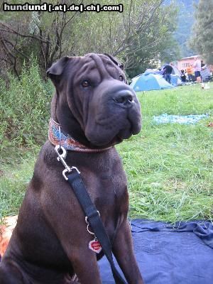 Shar Pei Zorro, die Sabberkrake