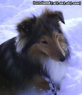 Sheltie Joy Baron of House Isabell liebt den Schnee...