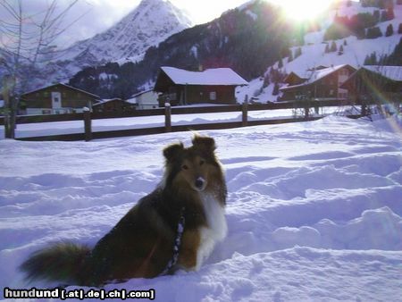 Sheltie Joy Baron of House Isabell in den Bergen