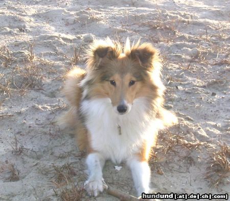 Sheltie isy 