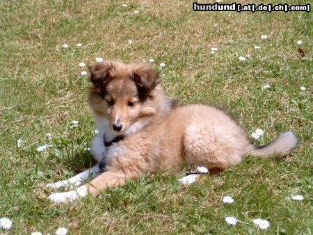 Sheltie Snoopy, 10 Wochen