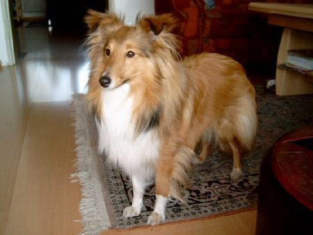 Sheltie Snoopy 11 Monate